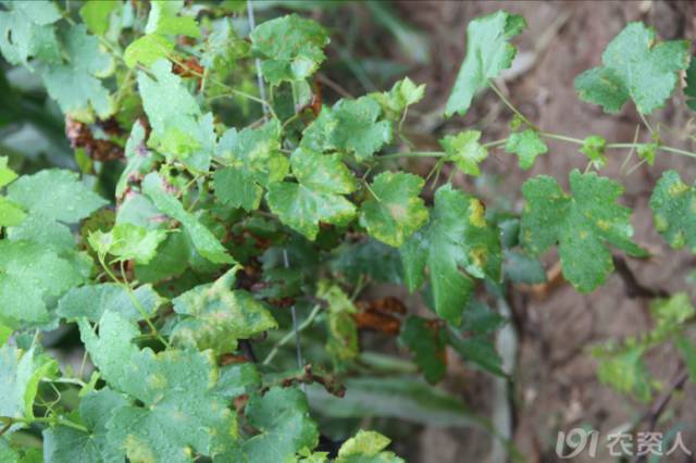 葡萄常见病害对照表,阳光玫瑰葡萄常见病害