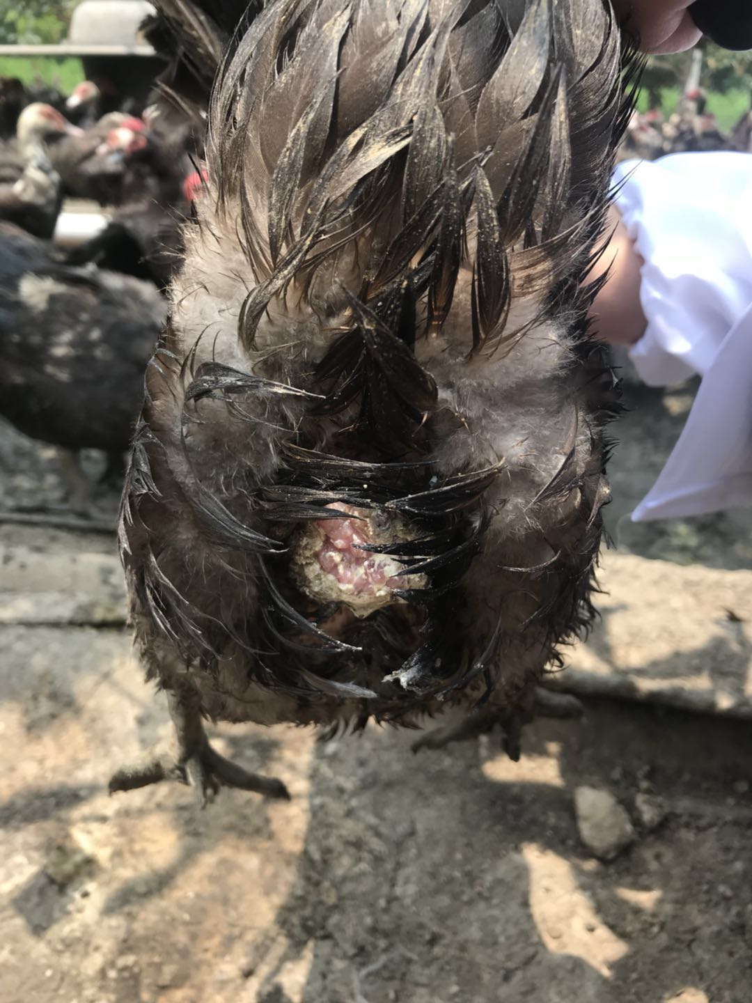 种鸭拉白粪是什么原因,鹅下蛋脱肛会自己复原吗