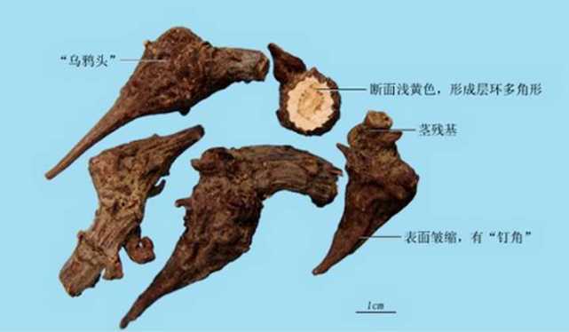 六旬老人误服药酒,60岁以上老人误服药酒