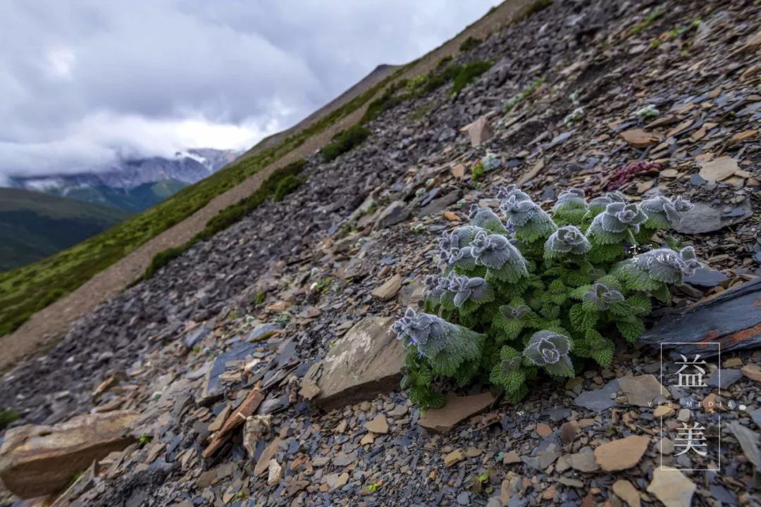 「昨日推文」哭泣的雪兔子，已经被人类挖到濒临灭绝！请高抬贵手放过它们吧！