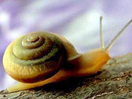 路边捡的蜗牛是什么蜗牛,下雨时候捡到了一只蜗牛