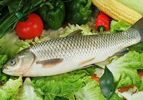 烤鱼配方和自制烤鱼的做法,烤鱼自制酱料配方