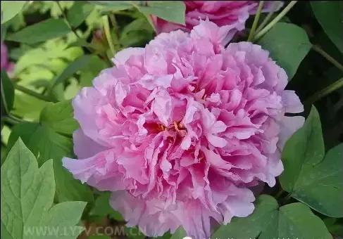 8.8发财日的祝福,8月18日发财日早安祝福图片