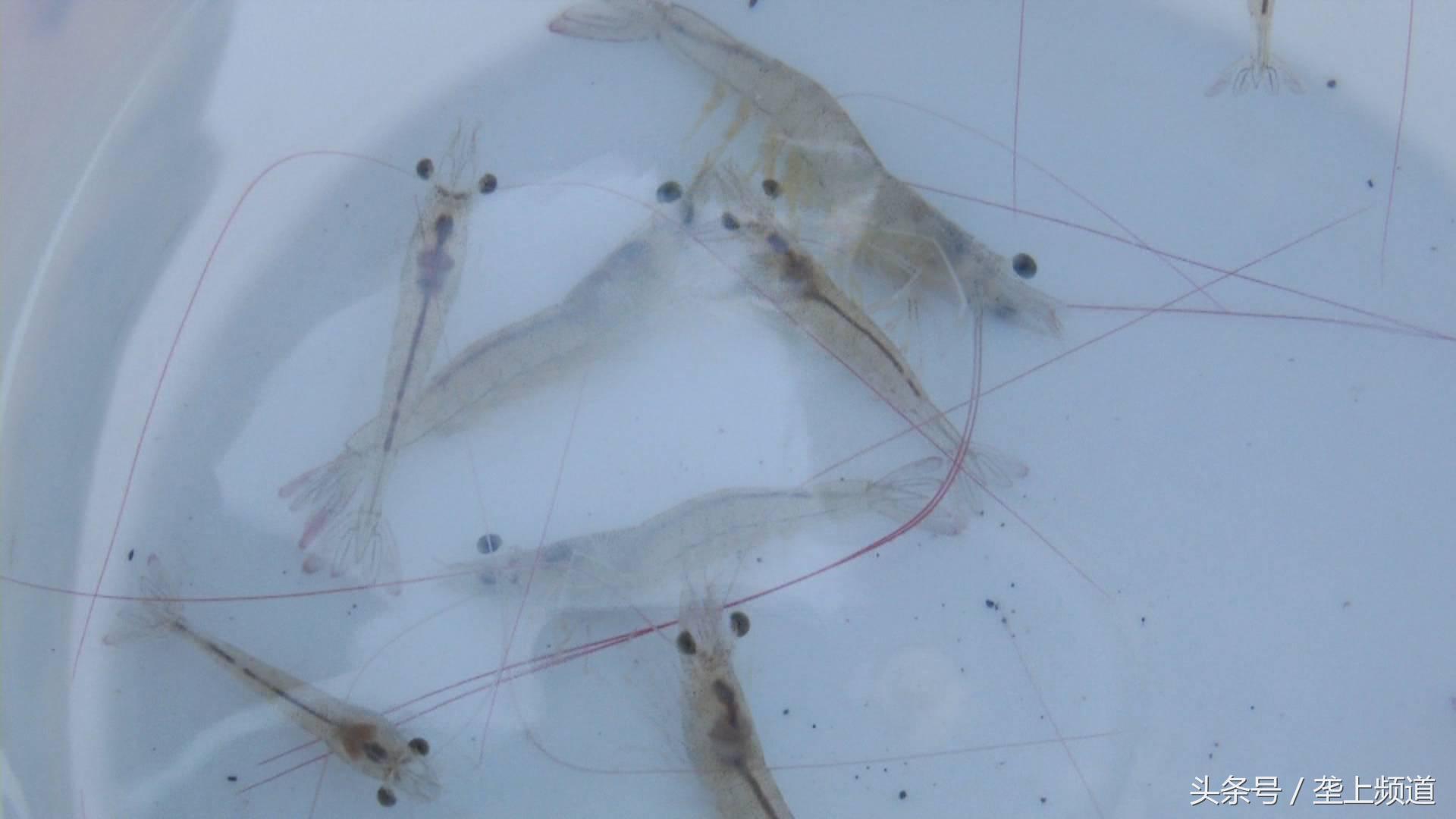 致富经稻田养殖南美白对虾,养小龙虾和养南美白对虾哪个好养