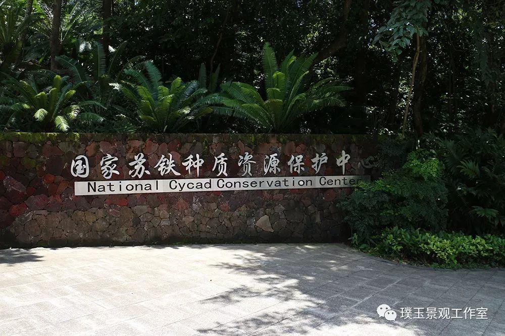 铁树植物园,铁树开花是很奇特的景色