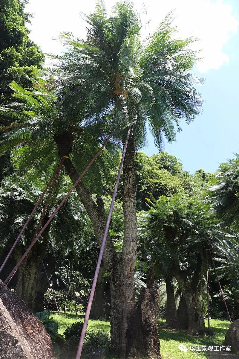 铁树植物园,铁树开花是很奇特的景色