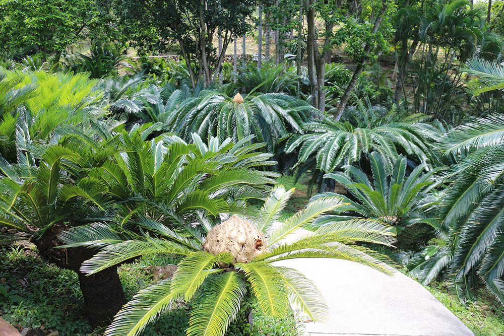 最漂亮的铁树开花,铁树开花深圳