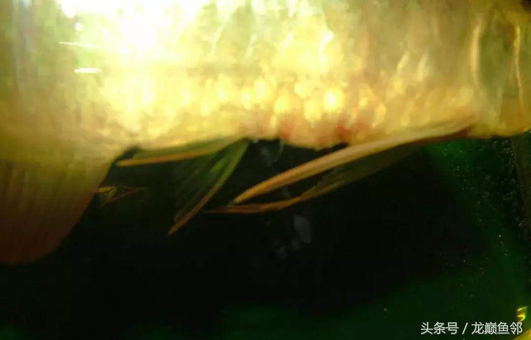 龙鱼撞缸失鳔抢救多久能恢复,龙鱼失鳔最急用的方法