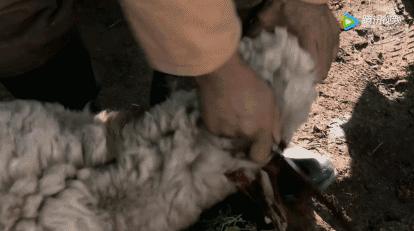 说到绝美我总想到她的处女作（转自毒sir公众号）