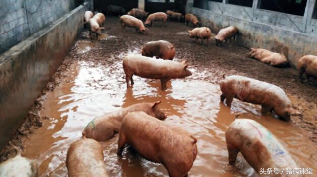 养猪人一定困扰母猪八大问题,养猪技术母猪产后无奶怎么办