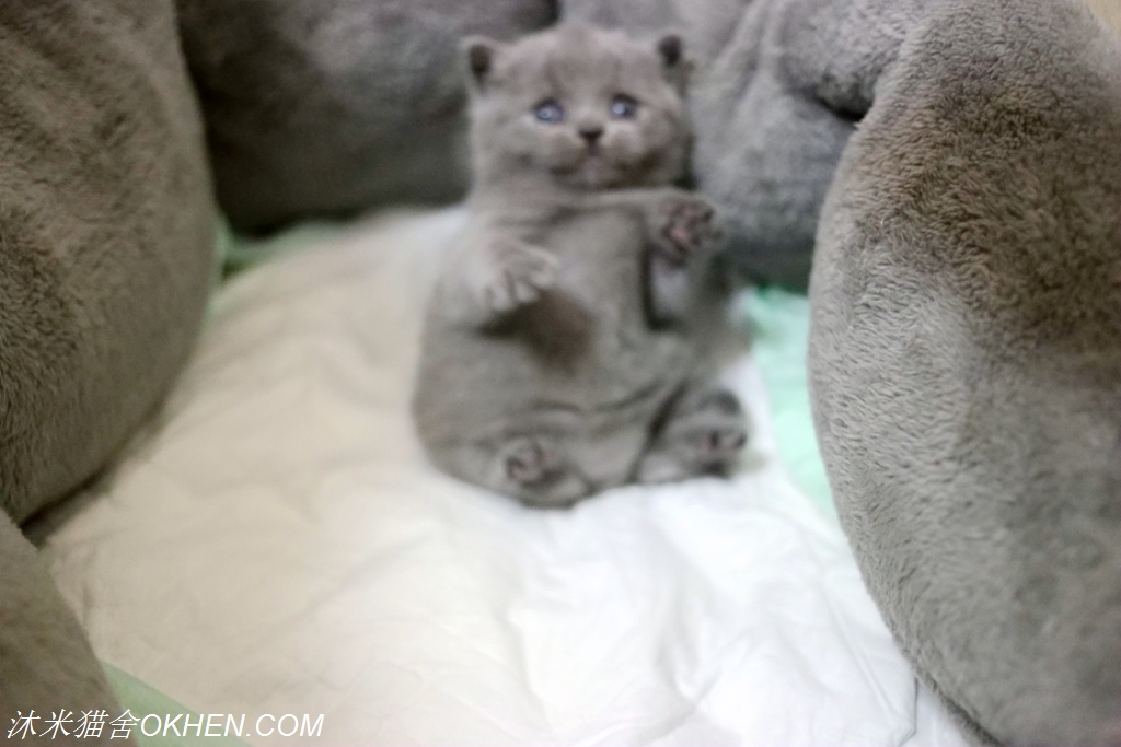 英短母三花猫的优点和缺点,怎么鉴别英短蓝白猫的血统纯不纯