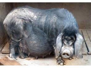 刚到高原是不是要少喝水,初到高原吃些什么好