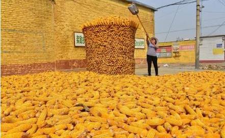 玉米秋乐988品种怎么样,玉米郑单958品种大全