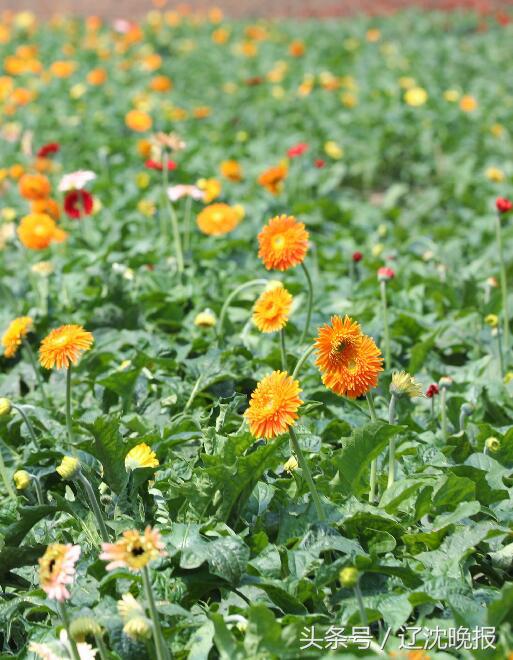 扶郎花种植农场,义县扶郎鲜花批发基地