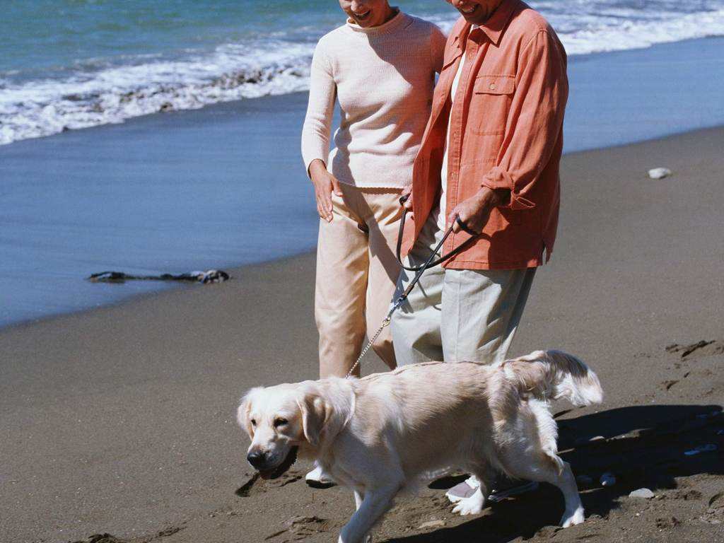 买狗指南养狗注意事项,养狗小白入门指南狗子到家