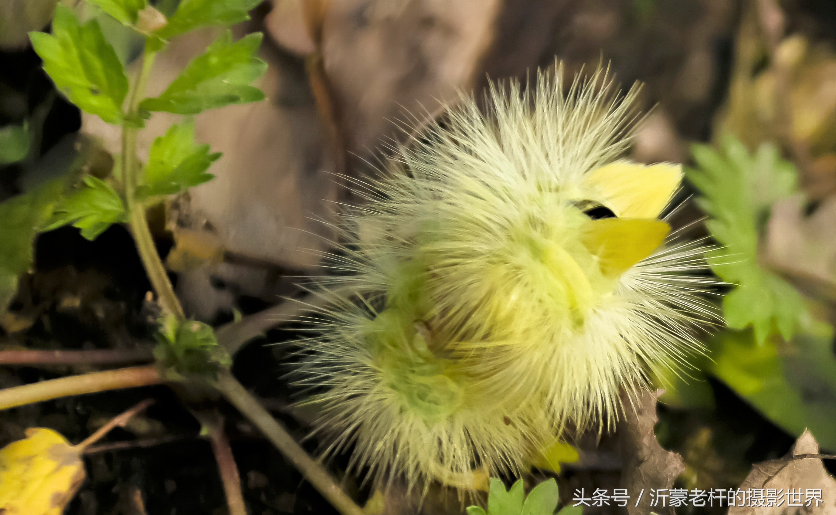 还记得家乡的红枣树吗,还记得家乡的那棵红枣树吗