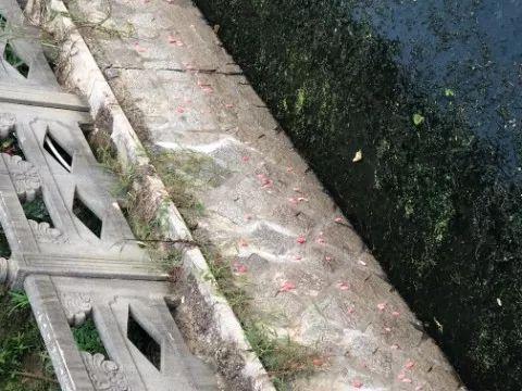 严重可能致痴呆，甚至死亡！海宁又出现这种螺，繁殖快，快提醒大家！