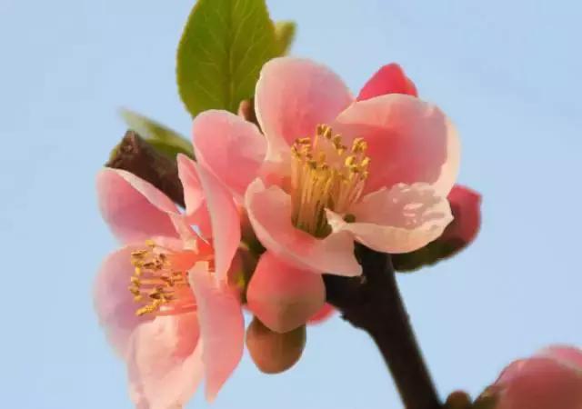 全国31省会城市的市花,全国56个市市花