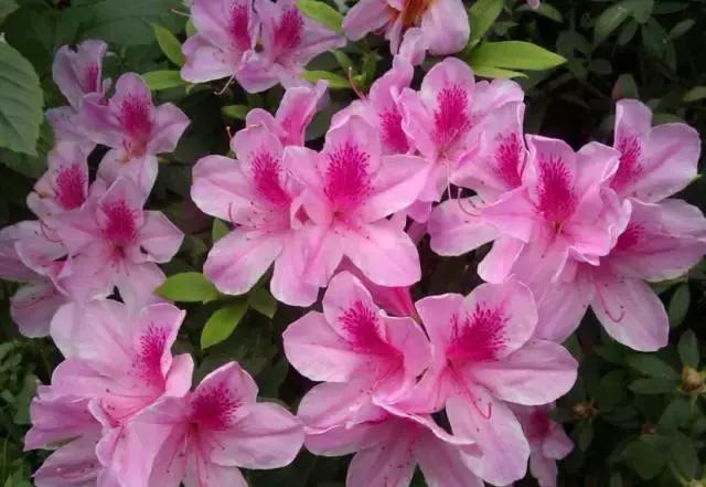 全国31省会城市的市花,全国56个市市花