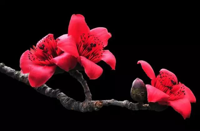 全国31省会城市的市花,全国56个市市花