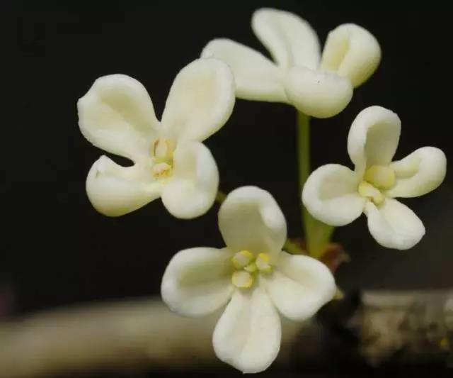 全国31省会城市的市花,全国56个市市花