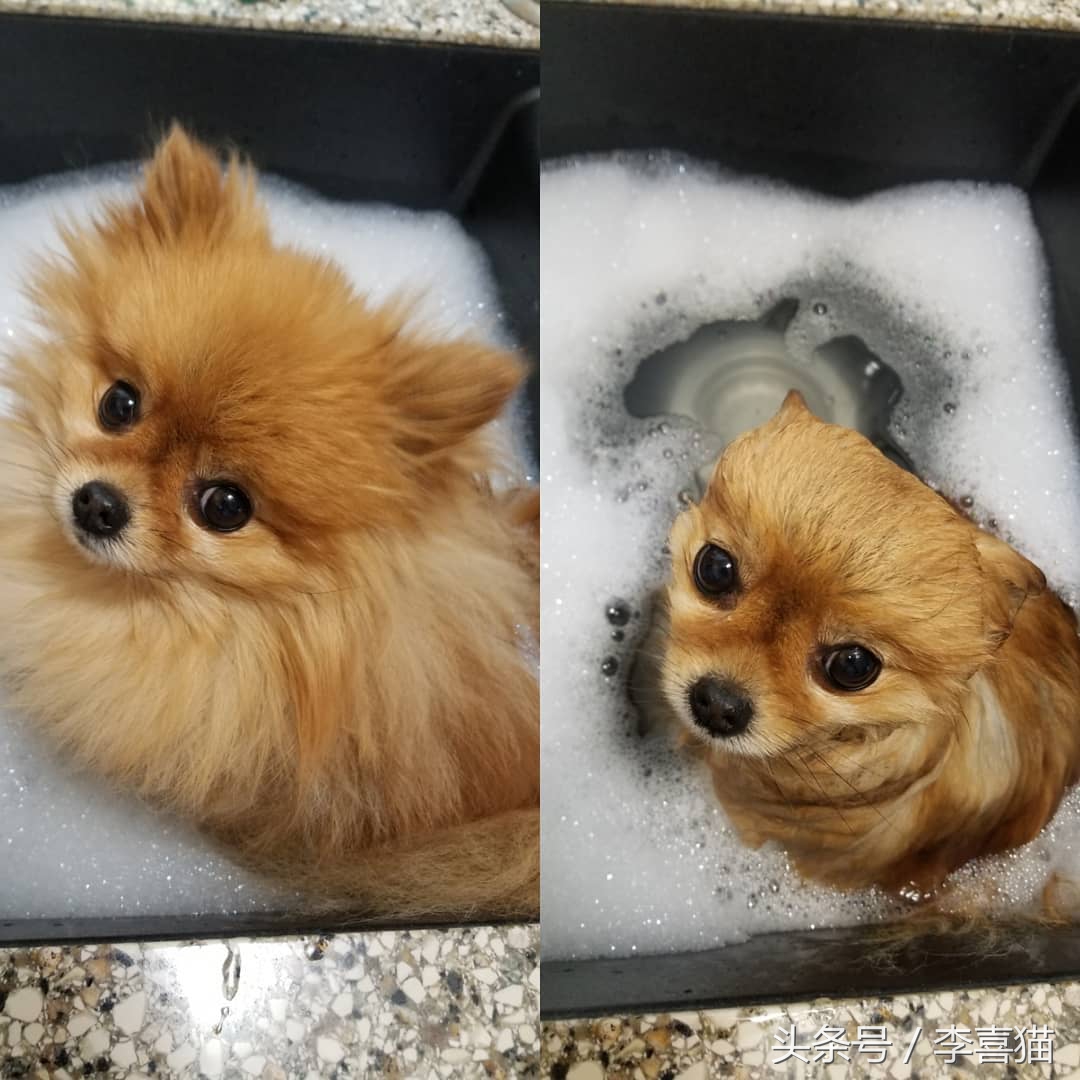 给狗狗洗澡的专业正确步骤,宠物店狗狗洗澡包括哪几个步骤