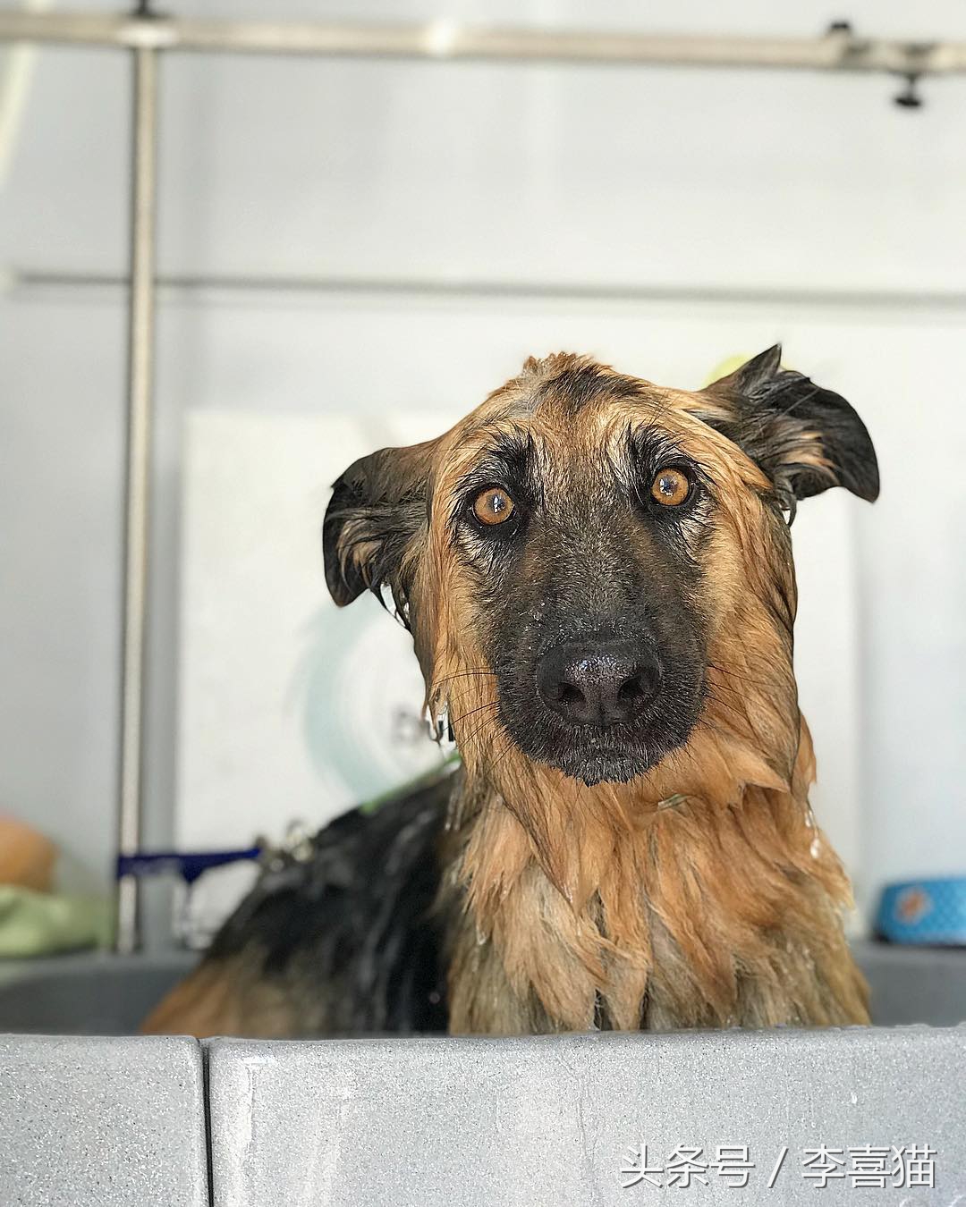 给狗狗洗澡的专业正确步骤,宠物店狗狗洗澡包括哪几个步骤