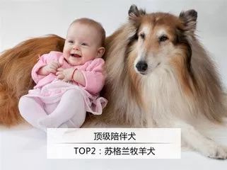 “嘴笼”恒久远,一套永流传!出门前给你家狗子戴上才是真的爱啊!