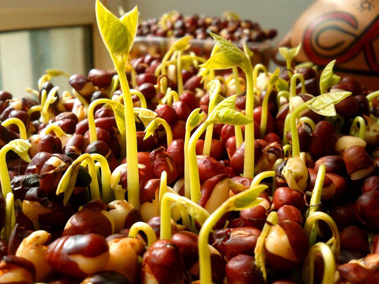 阳台种菜教程书,在家阳台种菜一年四季能种的菜