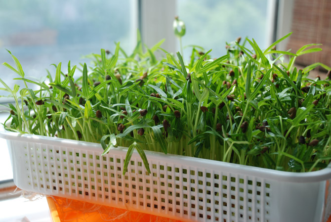 阳台种菜教程书,在家阳台种菜一年四季能种的菜