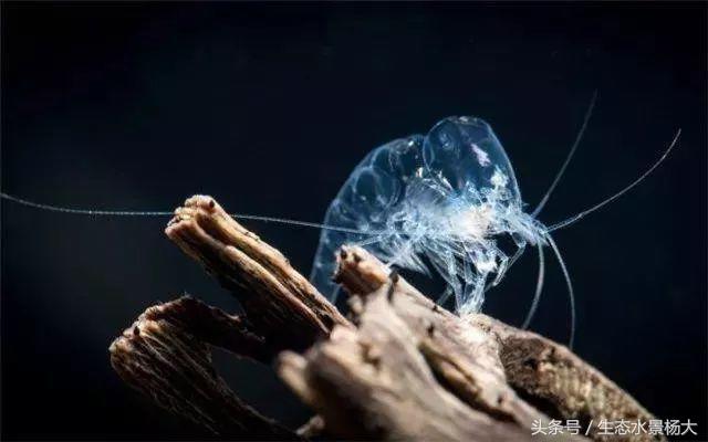 水晶虾开缸养水详细教程,开一个虾缸要多少钱