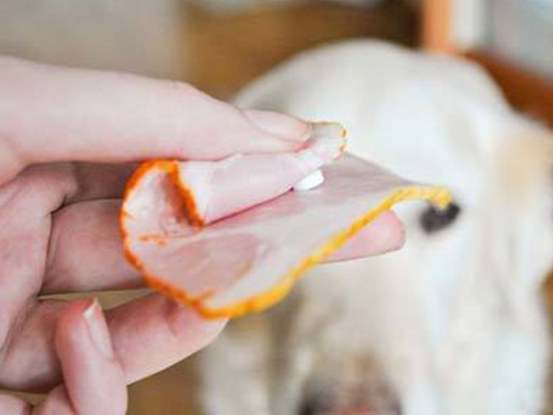 被打了疫苗的狗狗咬伤需要打针吗,被打了狂犬疫苗的狗狗