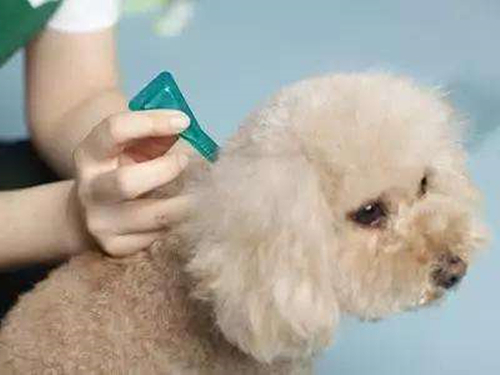 被打了疫苗的狗狗咬伤需要打针吗,被打了狂犬疫苗的狗狗