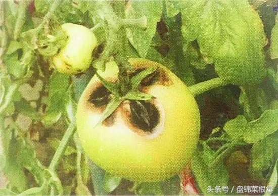 碱地柿子的正确做法,碱地柿子种植方法