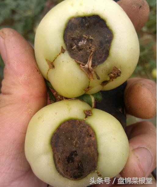 碱地柿子的正确做法,碱地柿子种植方法