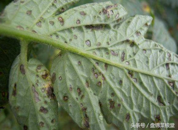 碱地柿子的正确做法,碱地柿子种植方法