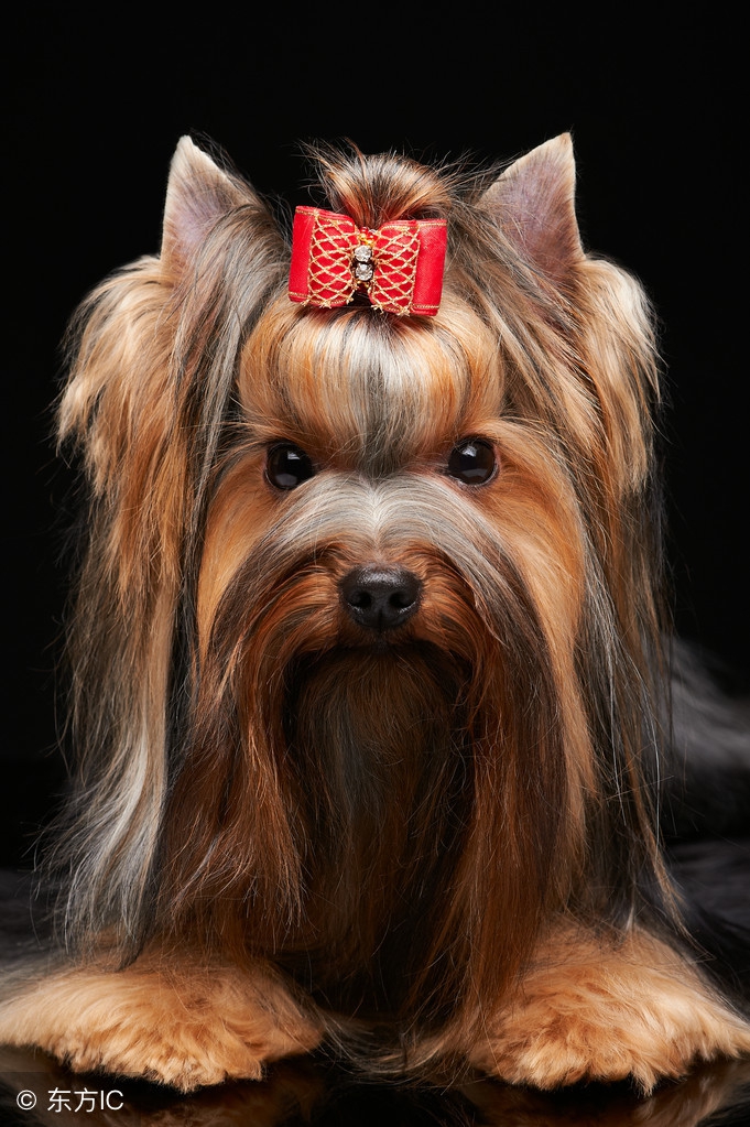 养一只狗需要准备什么东西,养一只狗前期需要多少钱