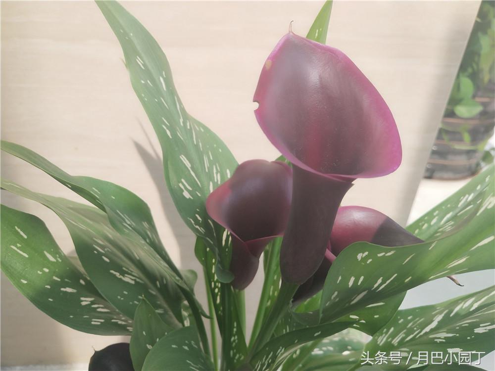 马蹄莲开花后能养吗,马蹄莲要怎么养才开花不断