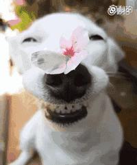 纳粹集中营1945,1945年德国集中营