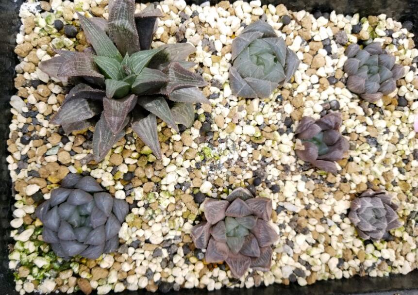 玉露晒伤可以浇水吗,玉露变色晒伤变灰怎么办