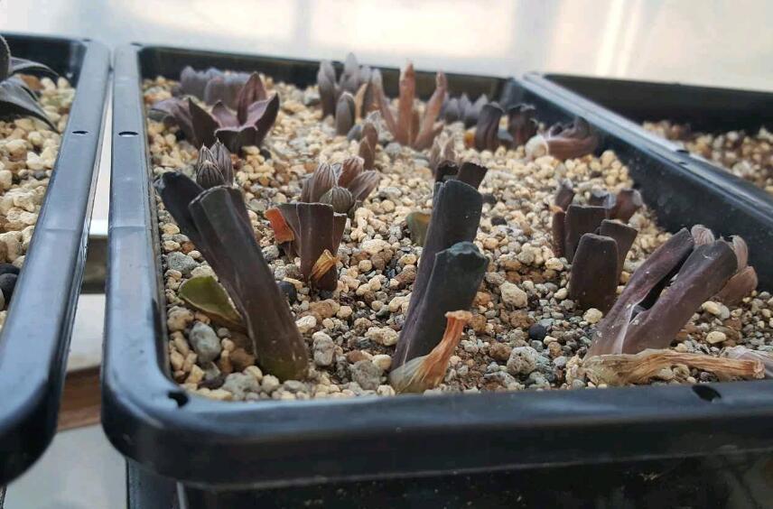 玉露晒伤可以浇水吗,玉露变色晒伤变灰怎么办