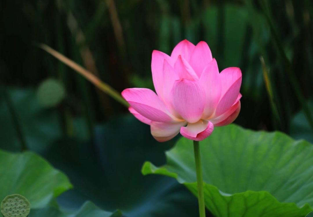 弓长岭有什么怪,弓长岭四大金刚