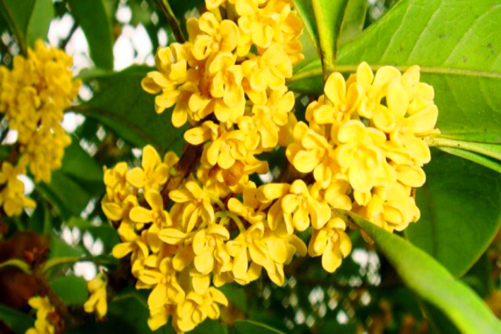 桂花飘香ll绿玉枝头万点黄，缕缕清香满庭芬