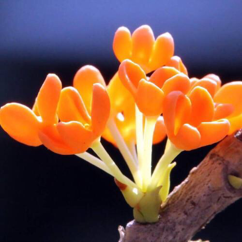 桂花飘香ll绿玉枝头万点黄，缕缕清香满庭芬