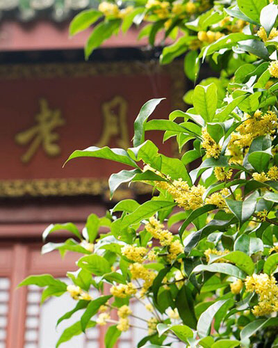 桂花飘香ll绿玉枝头万点黄，缕缕清香满庭芬