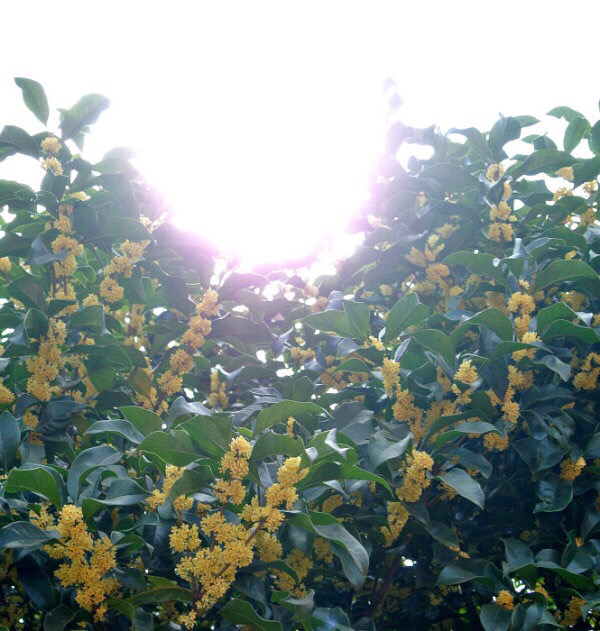 桂花飘香ll绿玉枝头万点黄，缕缕清香满庭芬