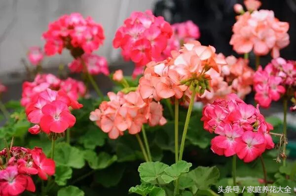 6种耐阴开花两不误的花,什么花适合阳台种植一年四季开花