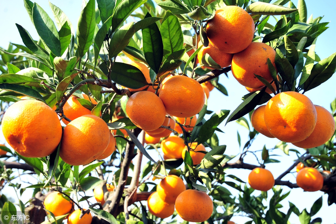 桔子多少钱一斤？8月10日橘子主产区市场收购价格和行情信息