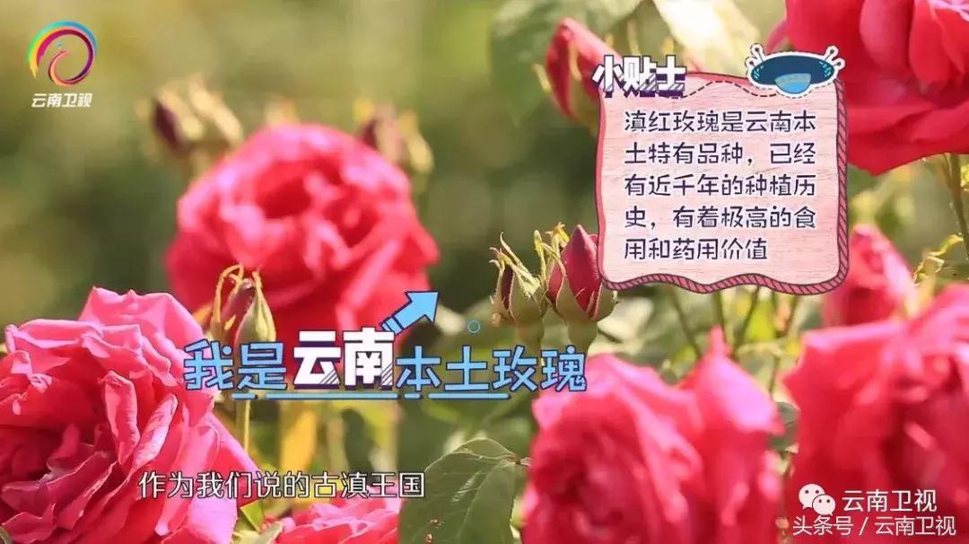 双胞胎潇洒骑马,双胞胎骑行川藏线