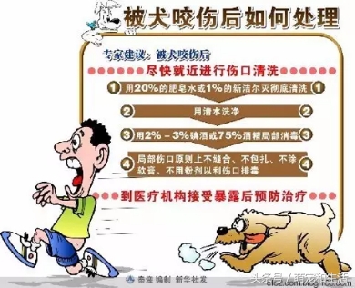 被猫狗抓伤得狂犬病几率有多大,被猫狗抓伤为什么会感染狂犬病